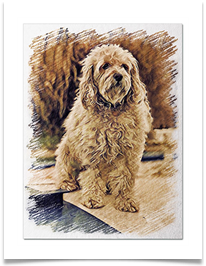 2020 17 canal dog IMG_0728 - Carol Sparkes